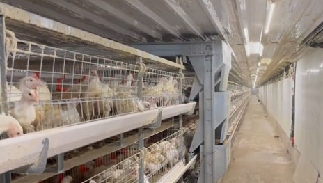 Multi Tier Manual Harvesting Broiler Cages